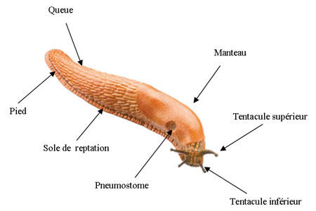 Anatomie de la limace